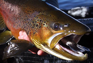 Bucking Rainbow Outfitters | Steamboat Springs, CO | fishing for rainbow trout