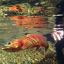 Bucking Rainbow Outfitters | Steamboat Springs, CO | fly fishing photo Gallery