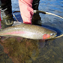 Bucking Rainbow Outfitters | Steamboat Springs, CO | fly fishing photo Gallery
