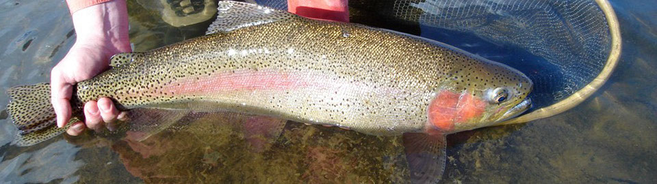 Bucking Rainbow Outfitters | Steamboat Springs, CO | fly fishing photo Gallery