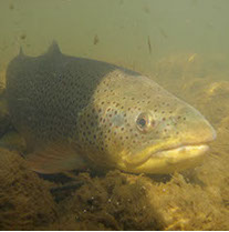 Bucking Rainbow Outfitters | Steamboat Springs, CO | fly fishing photo Gallery