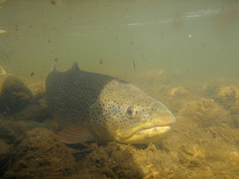 Bucking Rainbow Outfitters | Steamboat Springs, CO | fly fishing photo Gallery