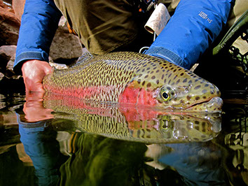 Bucking Rainbow Outfitters | Steamboat Springs, CO |&nbsp; fishing photo slideshow