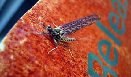 Bucking Rainbow Outfitters | Steamboat Springs, CO |&nbsp; fishing photo slideshow