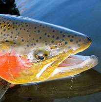 Bucking Rainbow Outfitters | Steamboat Springs, CO | fishing photos