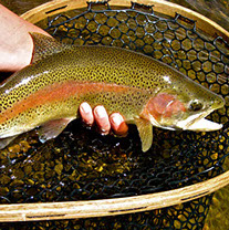 Bucking Rainbow Outfitters | Steamboat Springs, CO | fishing photos