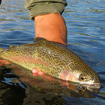 Bucking Rainbow Outfitters | Steamboat Springs, CO | fishing photos