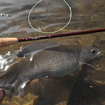 Bucking Rainbow Outfitters | Steamboat Springs, CO | trout photos