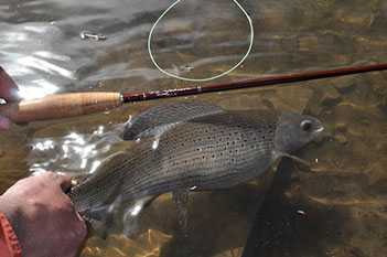Bucking Rainbow Outfitters | Steamboat Springs, CO | trout photos