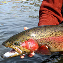 Bucking Rainbow Outfitters | Steamboat Springs, CO | trout photos