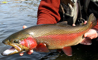 Bucking Rainbow Outfitters | Steamboat Springs, CO | trout photos