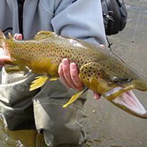Bucking Rainbow Outfitters | Steamboat Springs, CO | trout photos