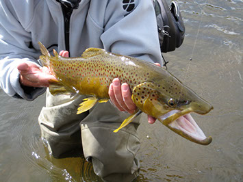 Bucking Rainbow Outfitters | Steamboat Springs, CO | trout photos