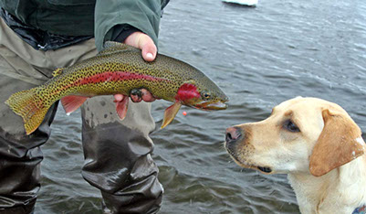 Bucking Rainbow Outfitters | Steamboat Springs, CO | trout photos