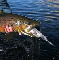 Bucking Rainbow Outfitters | Steamboat Springs, CO | fly fishing photo Gallery